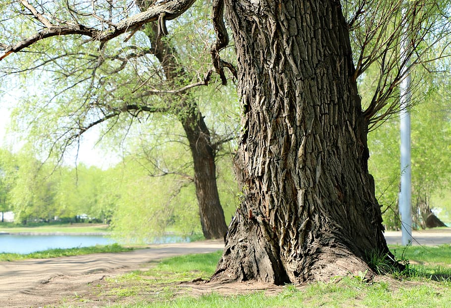 Free download | HD wallpaper: gray tree trunk on green grass lawn ...