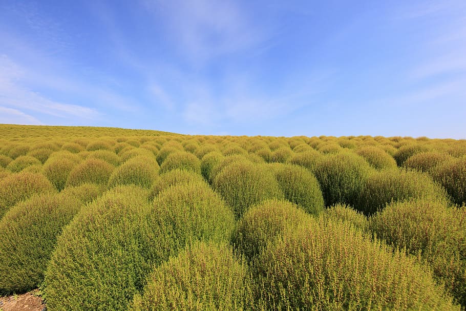 broom grass, kochia, sky, beauty in nature, environment, landscape HD wallpaper