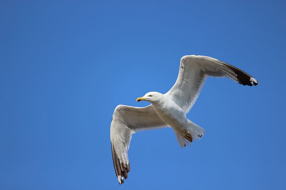 bird, seagull, animal themes, animal wildlife, animals in the wild HD wallpaper
