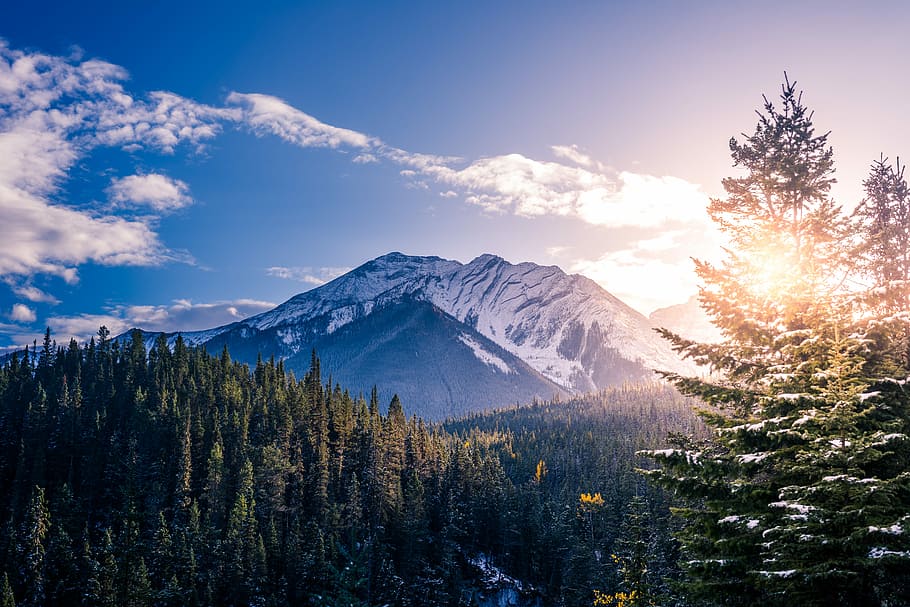 pine trees with background of mountain range, snowy top mountain near forest during daytie