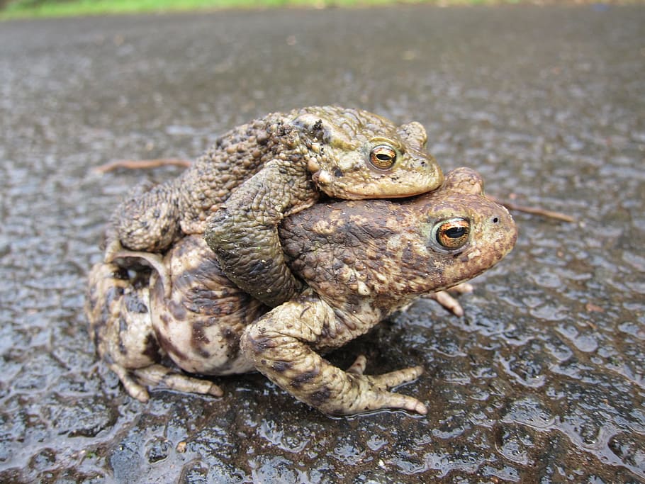 toads, common, mating, animal, amphibian, fauna, european, wild HD wallpaper