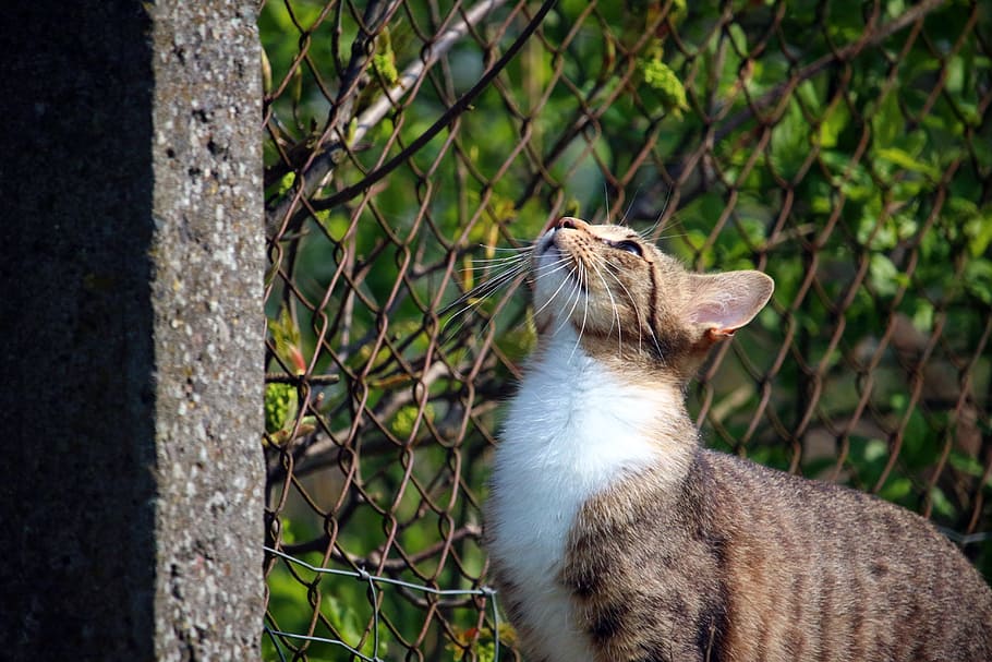 calico cat looking up beside chain link fence, Kitten, Mackerel HD wallpaper
