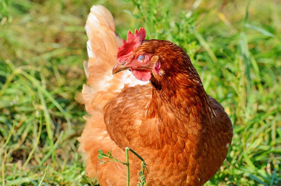 chicken, hen, poultry, range, livestock, farm, bird, chickens HD wallpaper