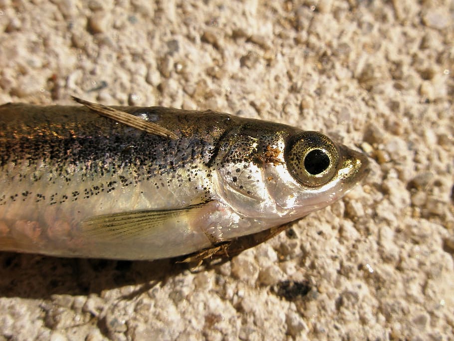 fish, animal, one animal, animal themes, vertebrate, animal wildlife HD wallpaper