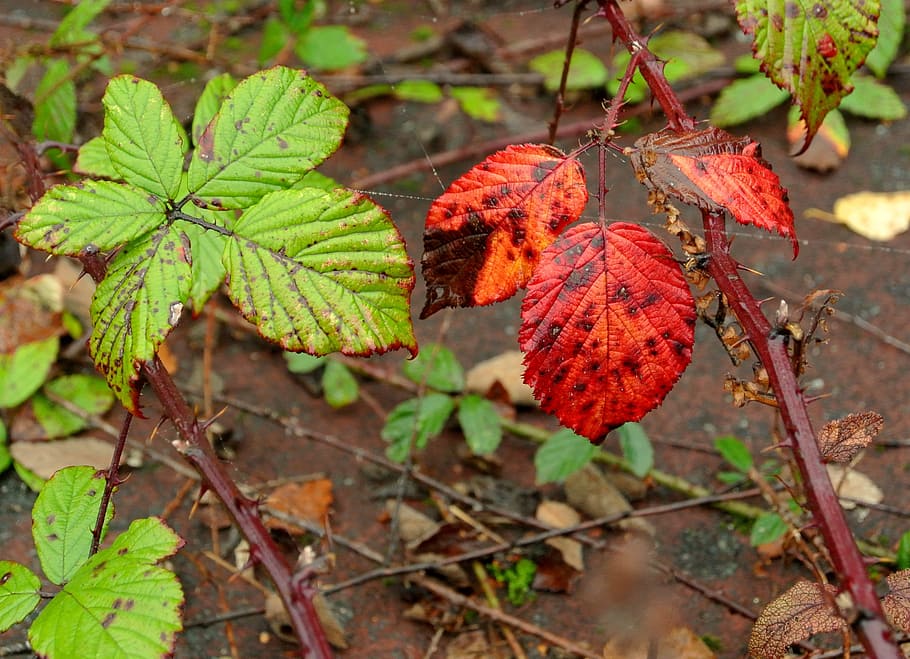 brambles, leaves, late summer, leaf, plant part, nature, close-up HD wallpaper