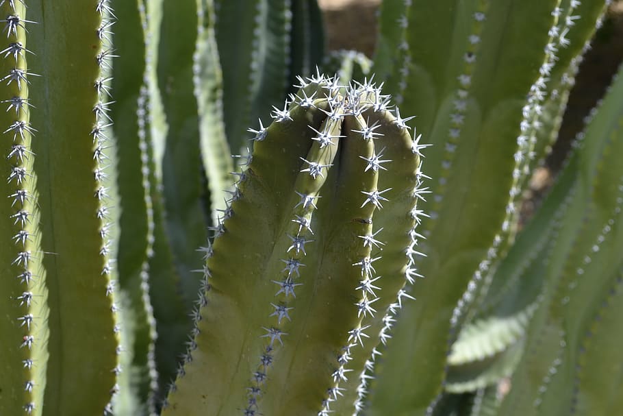 cactus, green, prick, desert, natural, plant, nature, succulent HD wallpaper