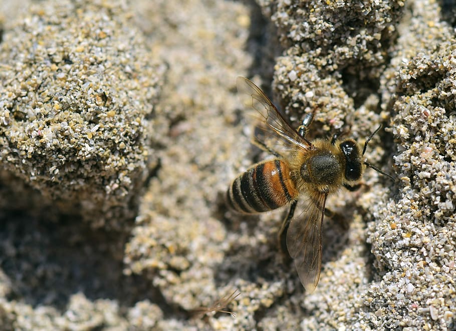 honey bee perching on gray surface in close-up photography HD wallpaper