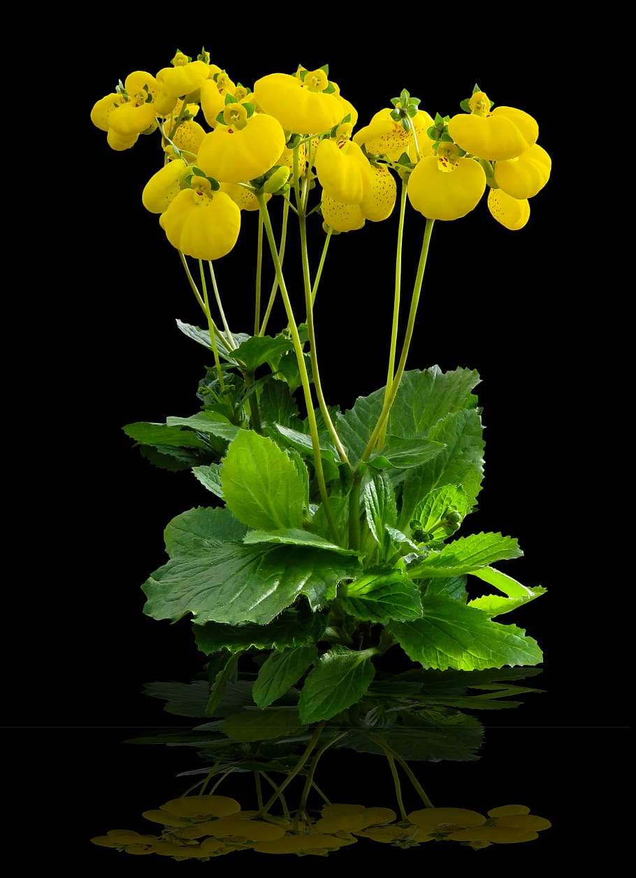 yellow petaled flowers in bloom, blossom, close, integrifolia HD wallpaper