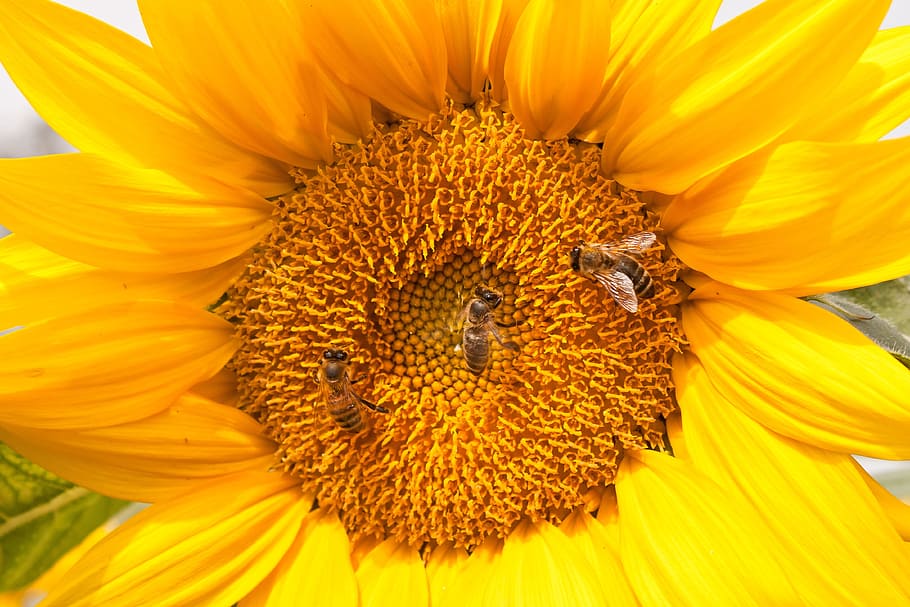 sunflower, bees, nature, flowering plant, beauty in nature HD wallpaper