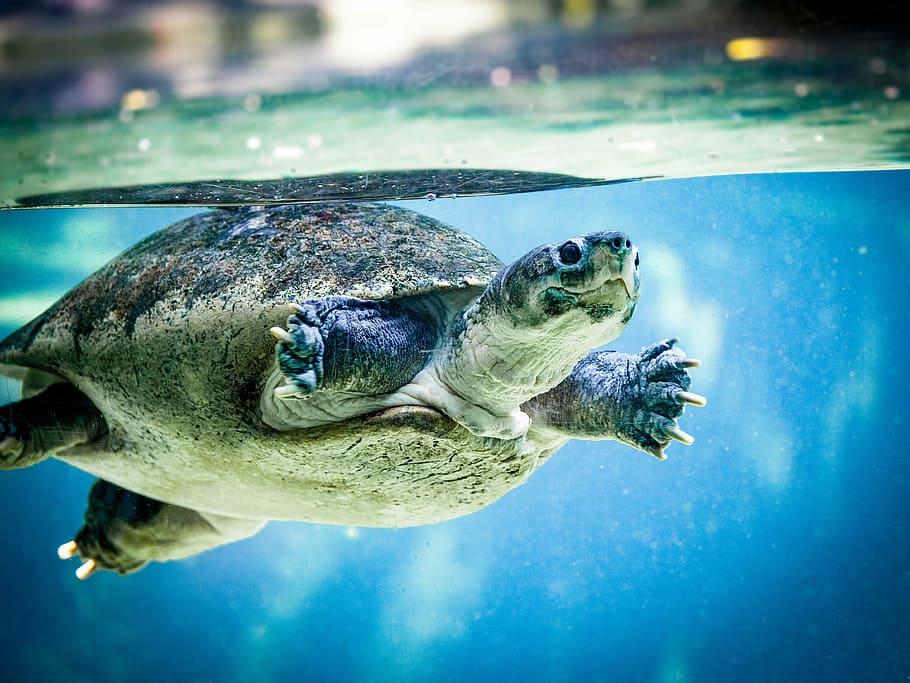 brown tortoise swimming in water closeup photography, turtle, HD wallpaper