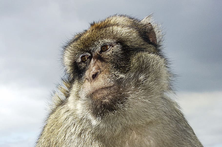 selective focus photography of white monkey, baboon, pet, wildlife HD wallpaper