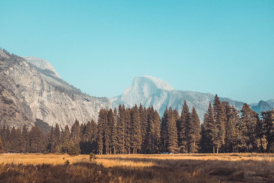 forest and mountain range during daytime, pine trees field near mountain under blue sky HD wallpaper