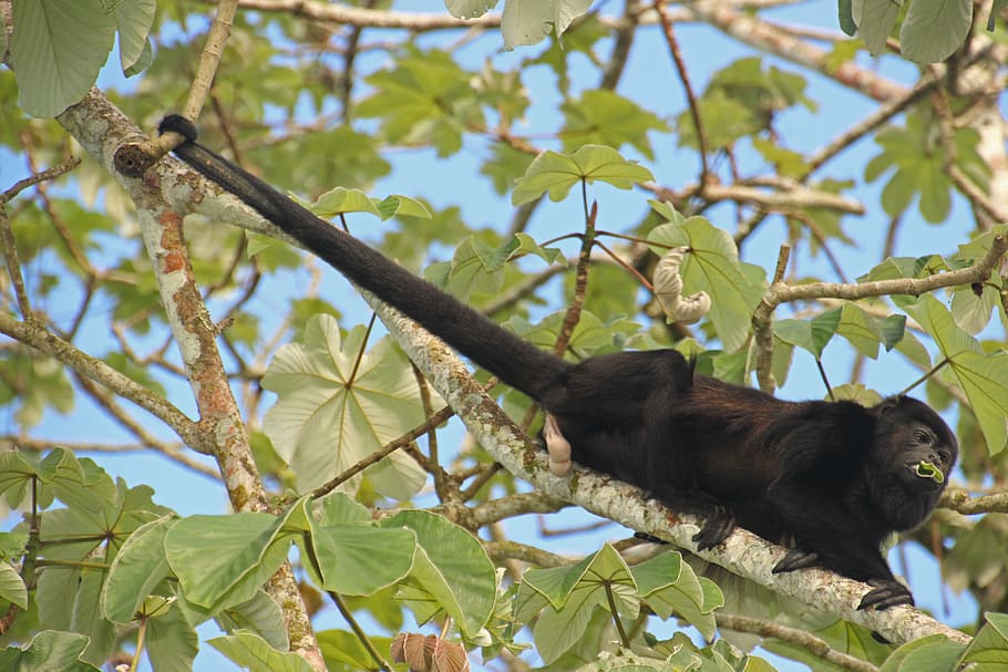 howler monkey, tail, tree, costa rica, food, animal, animal themes HD wallpaper