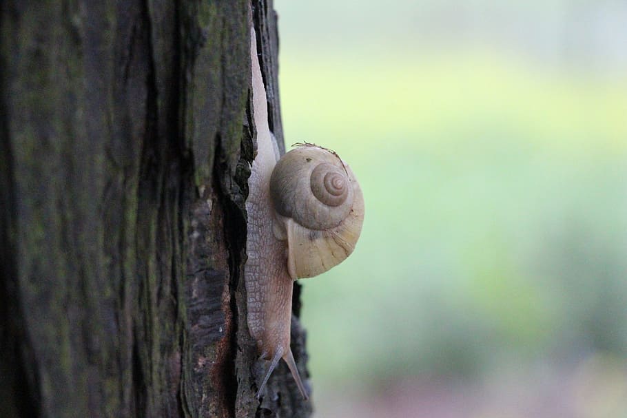 snails, animal, nature, trunk, tree trunk, focus on foreground HD wallpaper