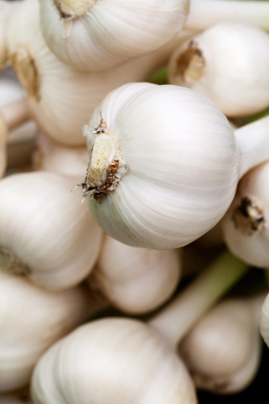 close-up photo of garlic, aromatic, background, bulb, condiment HD wallpaper