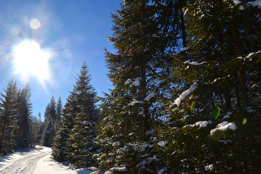 forest, trees, snow, winter, nature, sky, plant, beauty in nature HD wallpaper