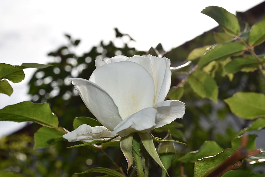 flower, rose, bloom, romance, plant, beauty in nature, flowering plant HD wallpaper