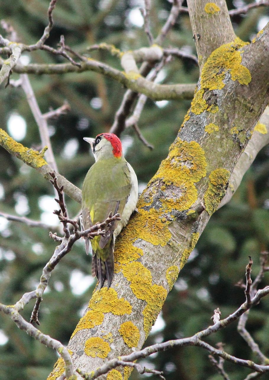 green woodpecker, birds, spring, balz, tree, vertebrate, perching, HD wallpaper