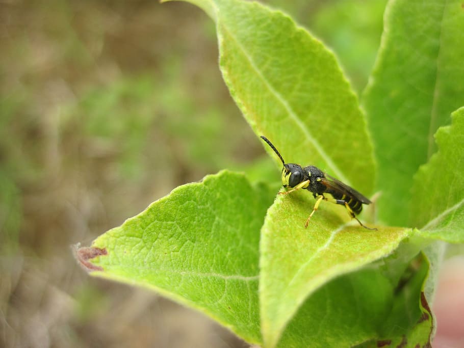 Insect, Leaf, Hoverfly, Nature, green, leaves, close, green color HD wallpaper