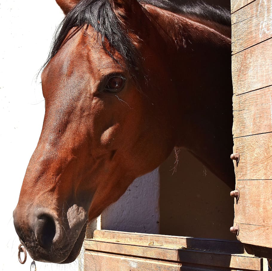 closeup photo of brown horse, stall, box, cute, animal, animal world HD wallpaper