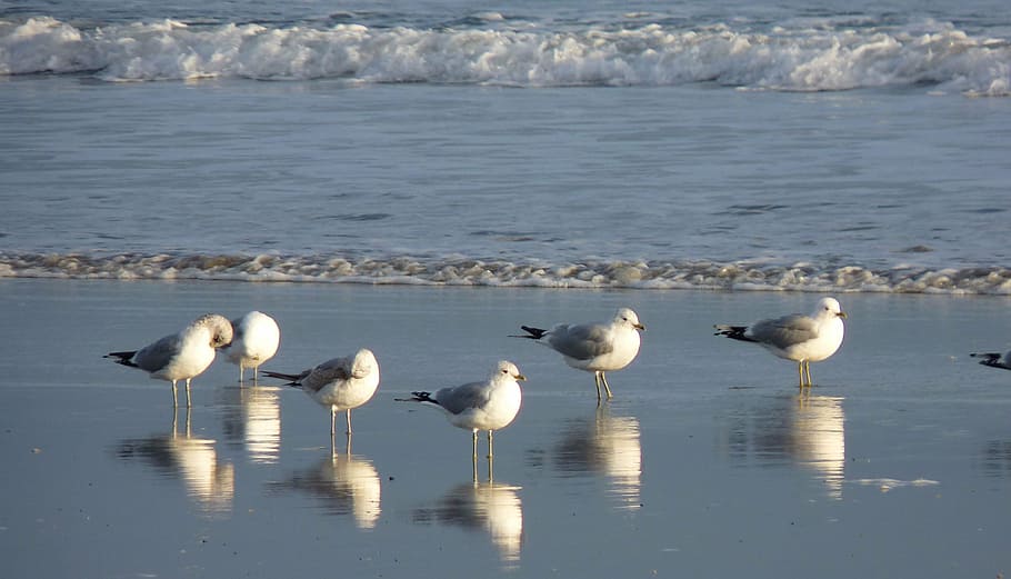 sea, gulls, mirroring, bird, seevogel, water bird, animal, coast HD wallpaper