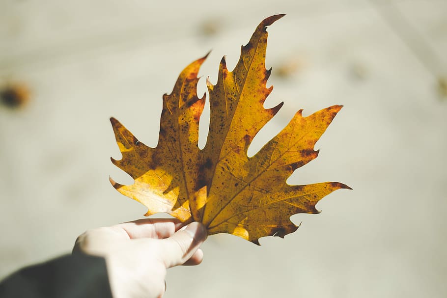 person holding yellow maple leaf, autumn, hand, nature, tree HD wallpaper
