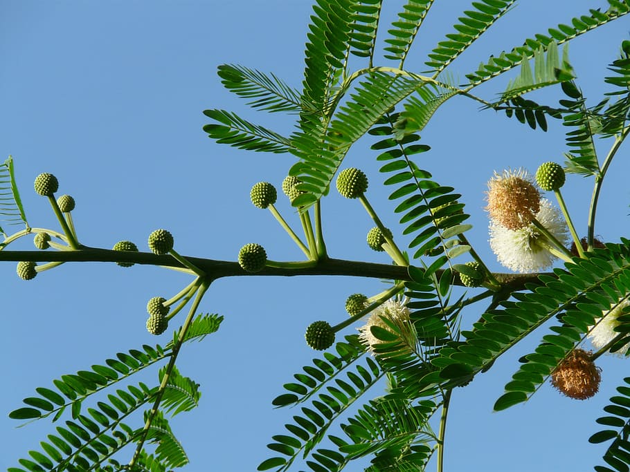 acacia flowers, blossom, bloom, inflorescences, leaves, wedel, HD wallpaper