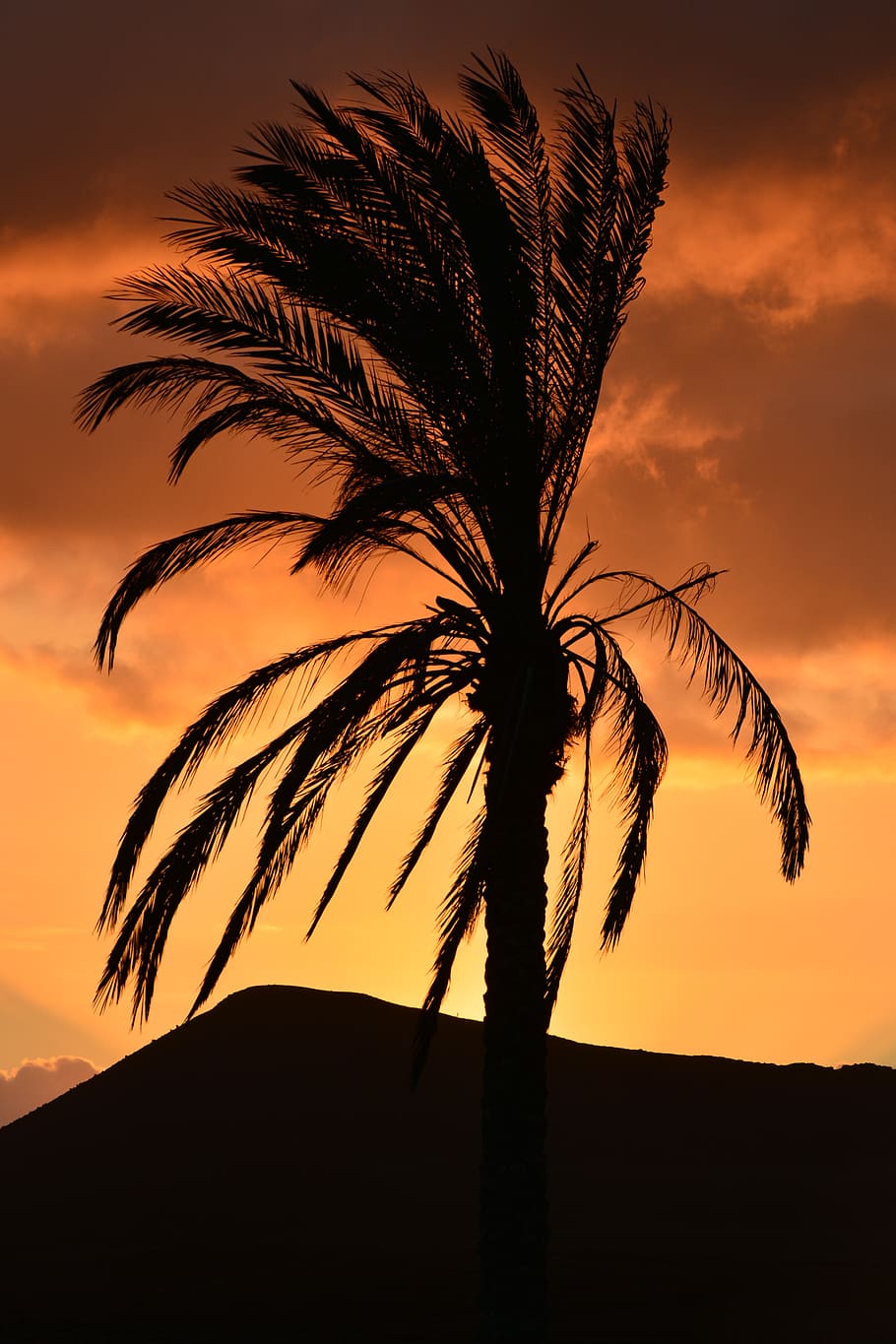 palm tree, nature, sunset, leaves, colors, atmosphere, fuerteventura