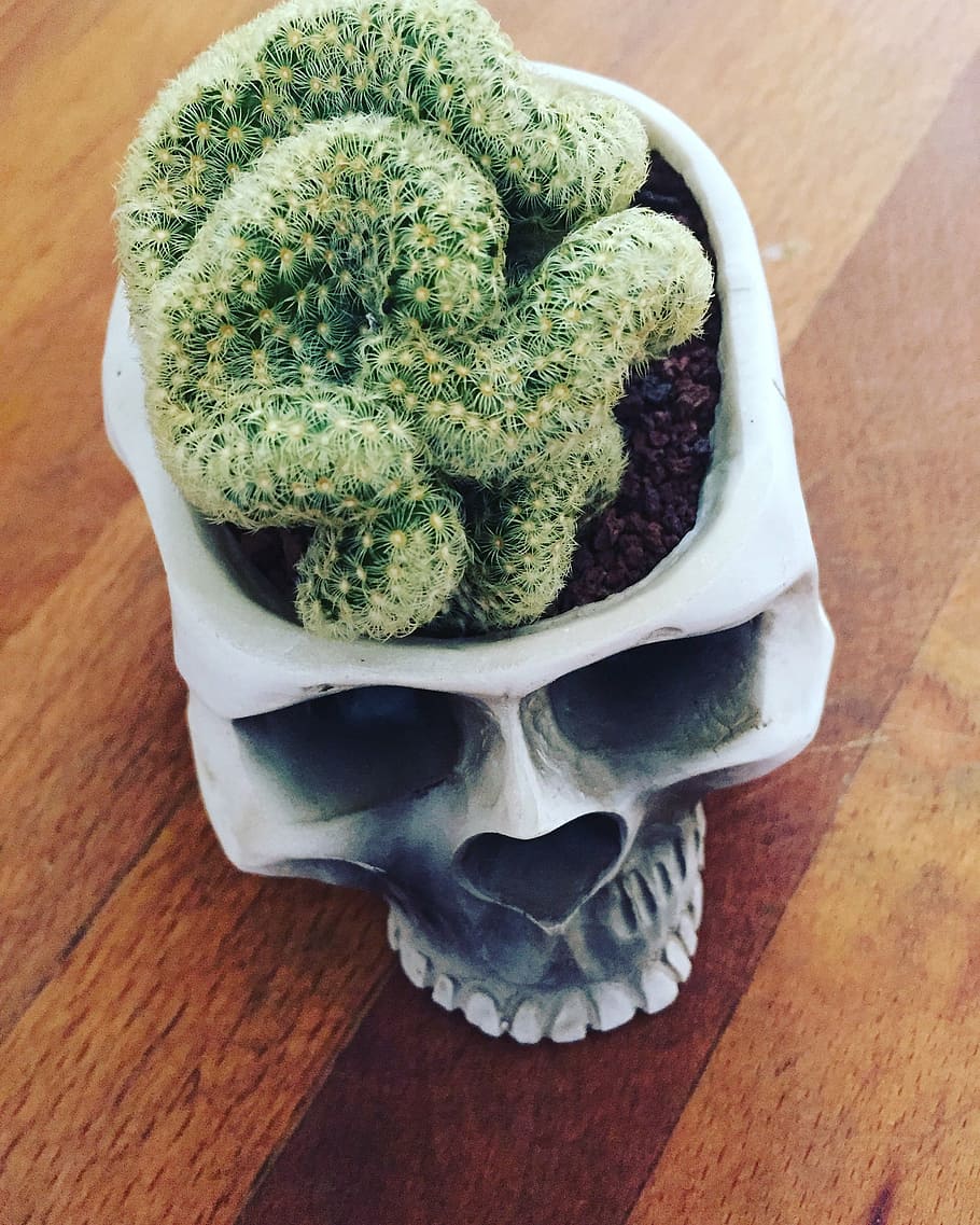 green cactus on white human skull pot, brain, indoors, wood - material HD wallpaper