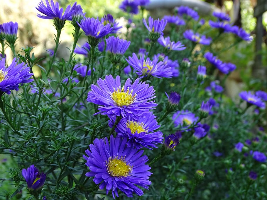 aster, herbstaster, composites, sweet, late summer, autumn HD wallpaper