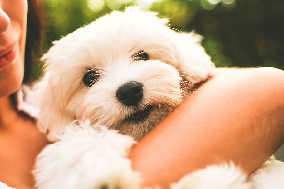 Maltese Dog Puppy, dogs, puppies, pets, friendship, animal, outdoors