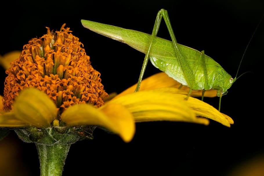 insect, grasshopper, macro, close, plant, leaf, plant part HD wallpaper
