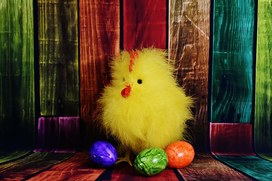 chicken, chicks, easter, egg, easter eggs, colorful eggs, plumage HD wallpaper
