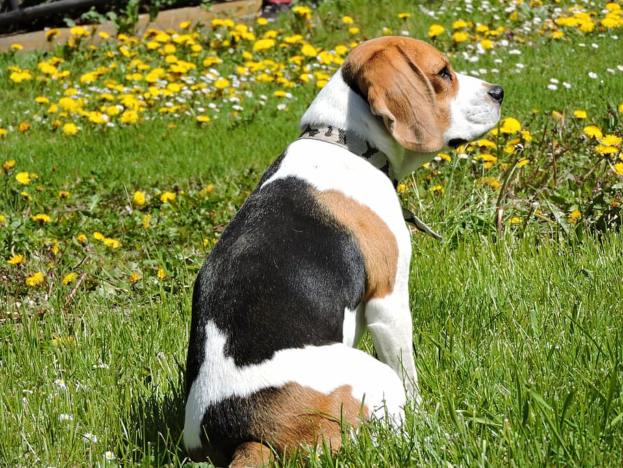 dog, beagle, spring, dandelion, nature, garden, animal, grass HD wallpaper