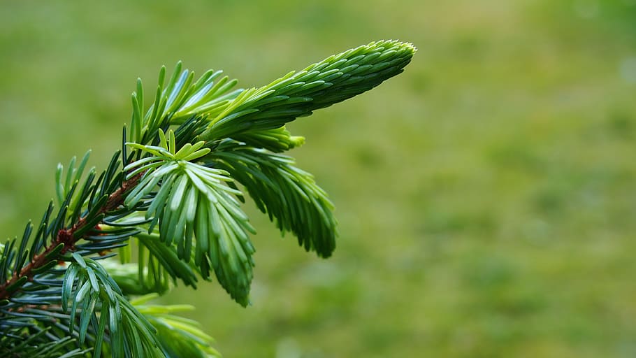 iglak, needle, needles, nature, coniferous, sprig, macro, pine needles HD wallpaper