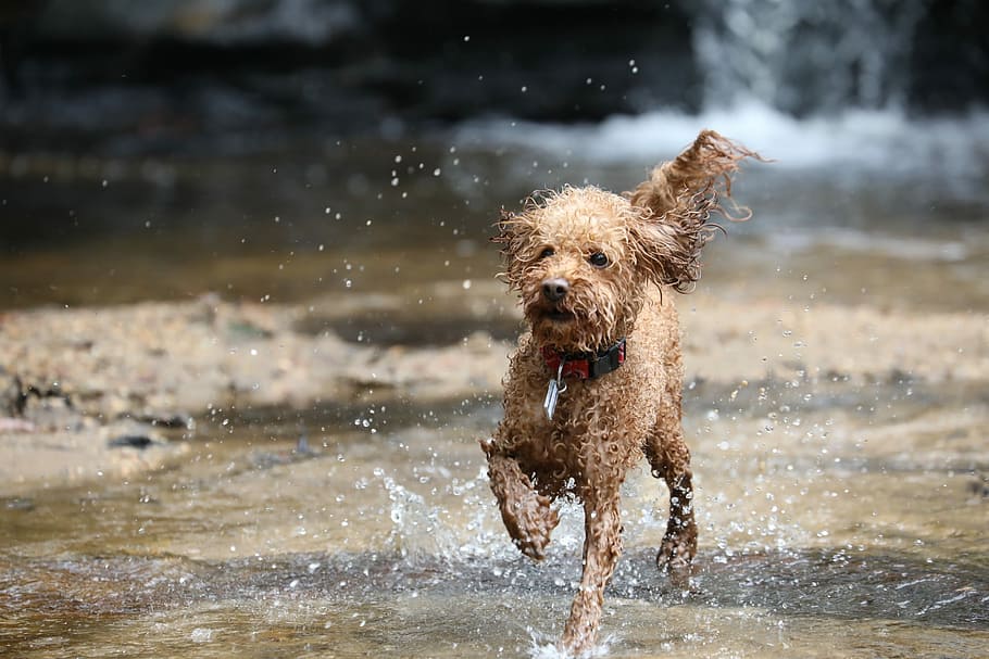 wirehaiared tan dog on water, Toy Poodle, Poodle, Dog, Adorable