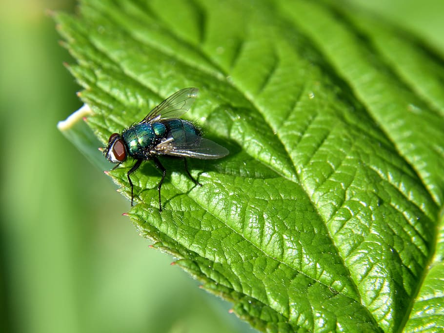 Fly, Leaf, Close, Insect, Nature, green, bluebottle, green color HD wallpaper