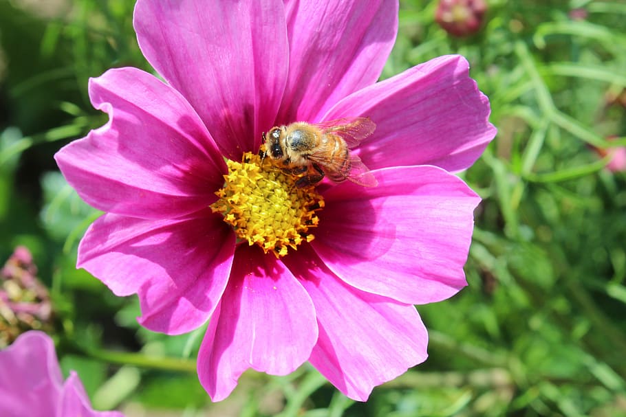 flower, blossom, bloom, bee, nature, purple, pink, delicate flower HD wallpaper