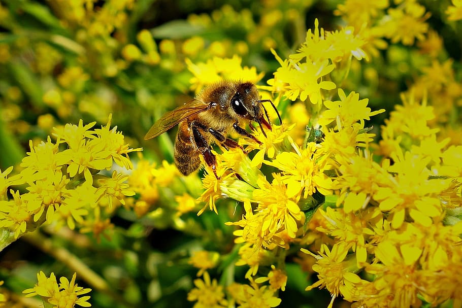 bee, honeybee, insect, wing, feeding, flower, bloom, yellow HD wallpaper