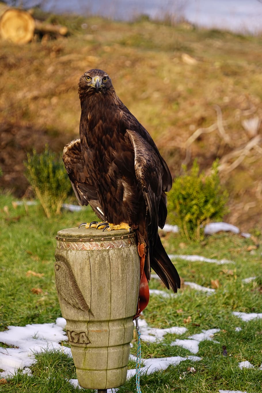 buzzard, raptor, nature, bird, animal world, animal themes HD wallpaper