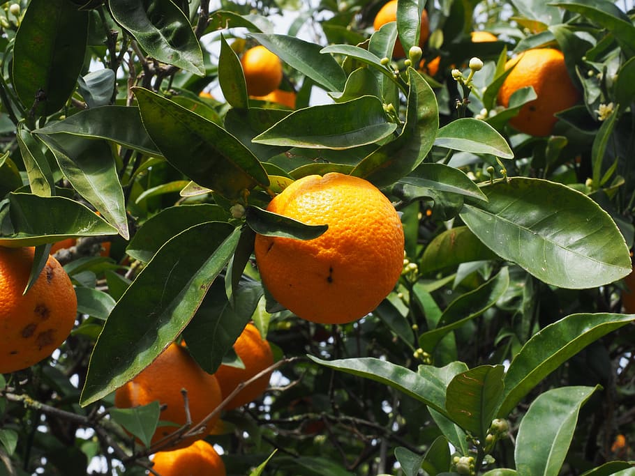 orange, fruit, orange tree, citrus fruit, periwinkle, diamond green HD wallpaper