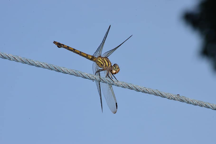 dragon, fly, dragonfly, one animal, animal themes, invertebrate HD wallpaper
