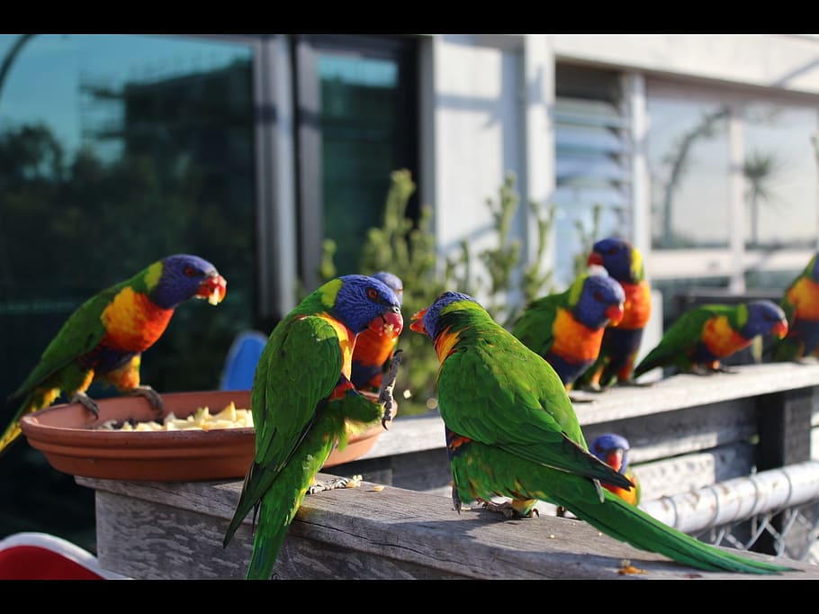 green parakeets, Rainbow, Lorikeet, Parrot, Melbourne, st kilda HD wallpaper