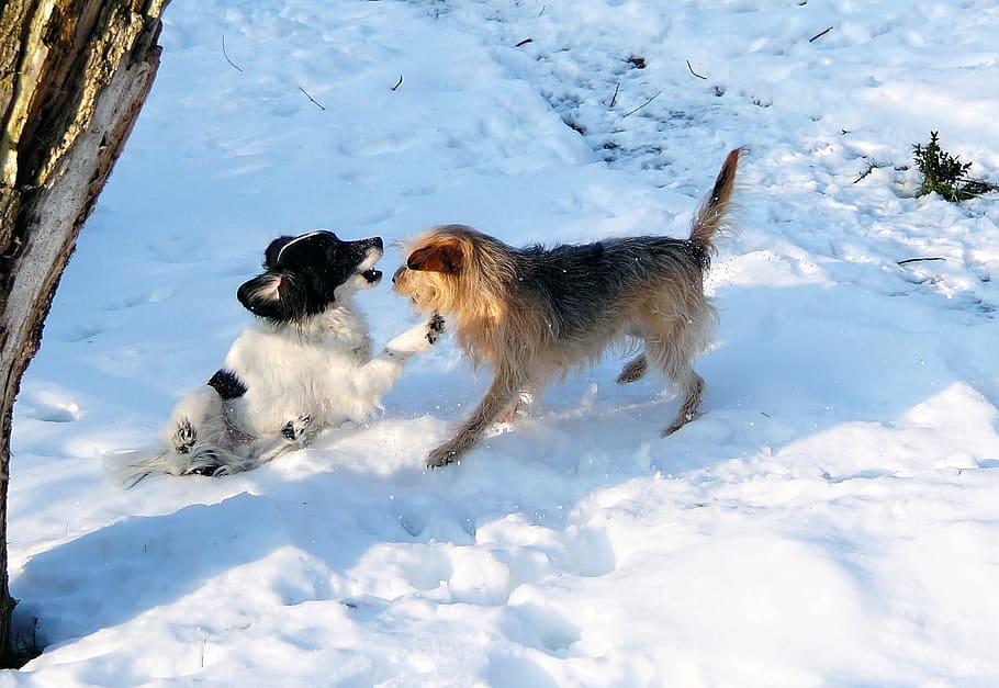 dogs, play, snow, fun, romp, garden, white, pets, animal, outdoors HD wallpaper