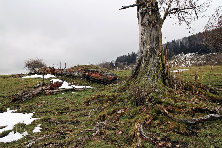 tree surrounded by grass, Nature, Morsch, Log, Root, Injury HD wallpaper
