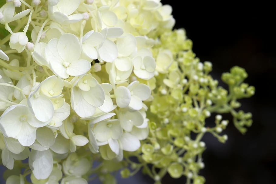 Hydrangea, Plants, Nature, Forest, flowers, landscape, park HD wallpaper
