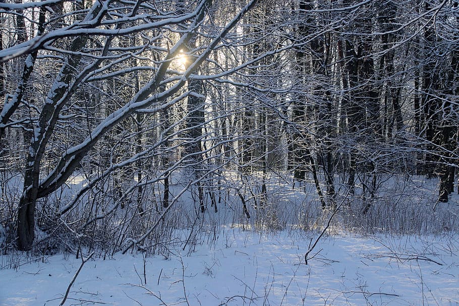 winter, snow, view, forest, tree, landscape, nature, white HD wallpaper