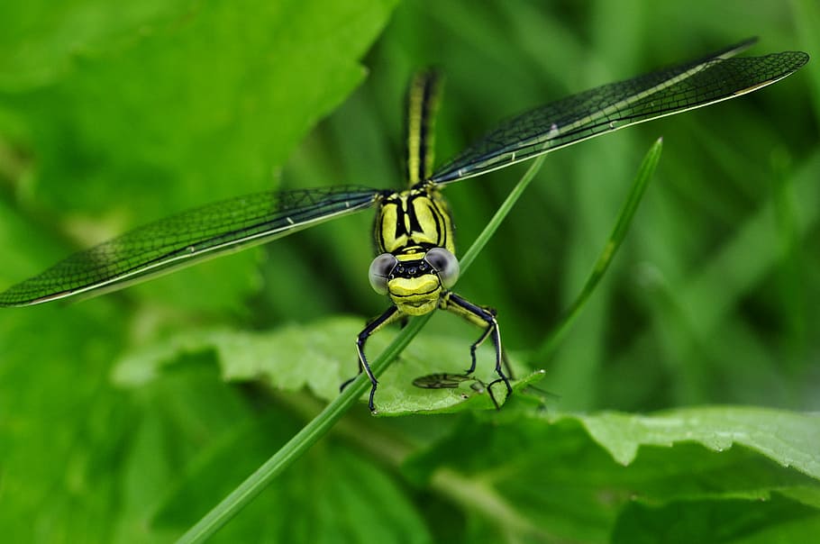 green dragonfly on green leaves, macro, insect, water, lake HD wallpaper