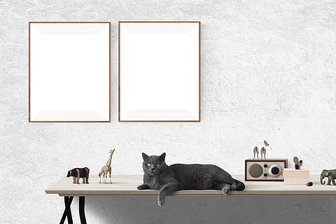 black cat on top white wooden rack, poster mockup, frame, template HD wallpaper