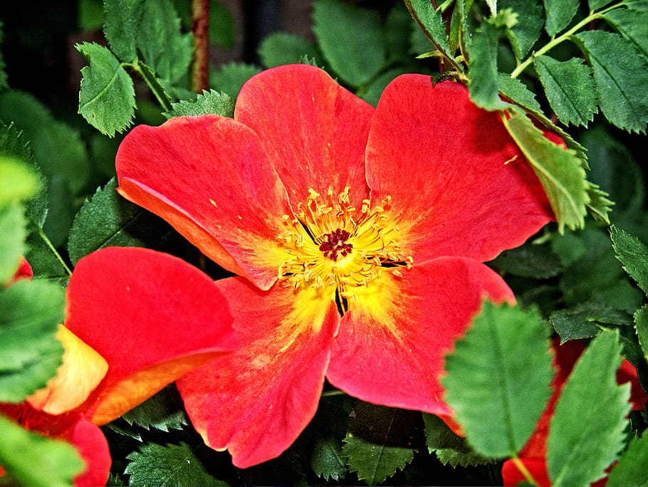 flower, red, floral, spring, nature, summer, leaf, blossom HD wallpaper